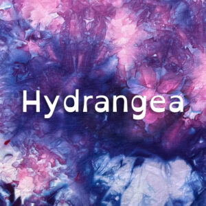 Hydrangea Dye